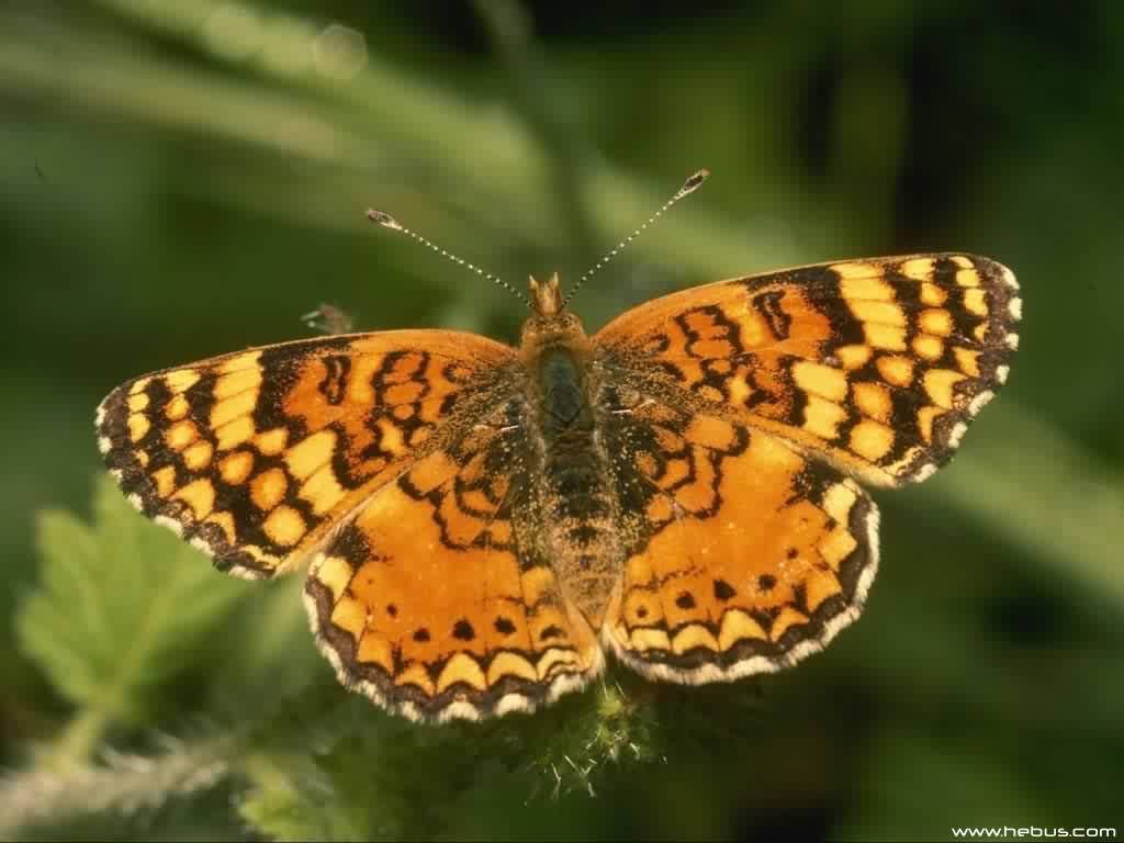 Wallpapers Animals Insects - Butterflies 