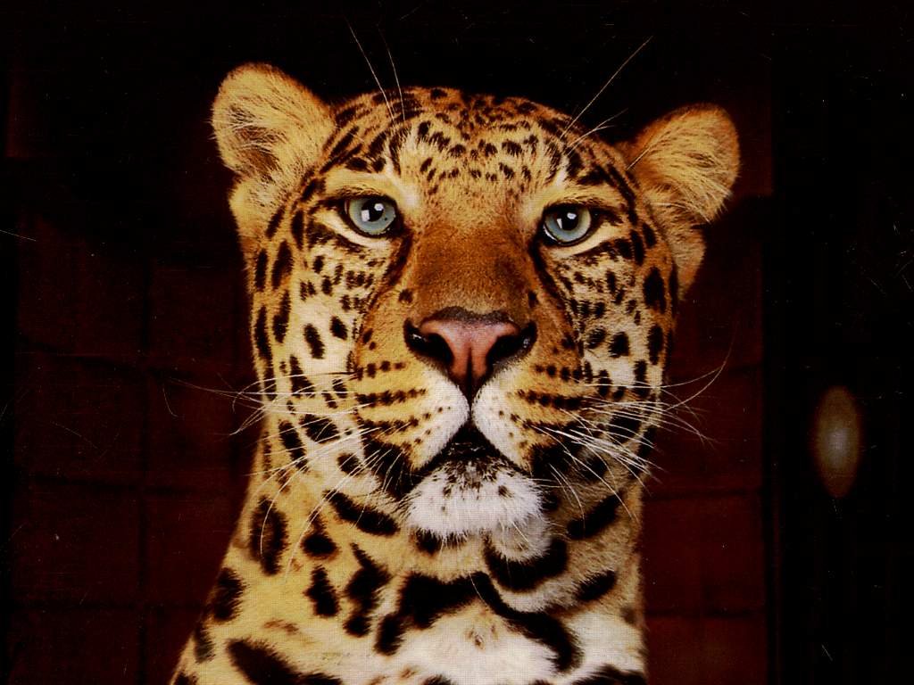 Wallpapers Animals Felines - Leopards 