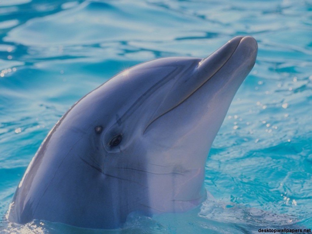 Fonds d'cran Animaux Vie marine - Dauphins 