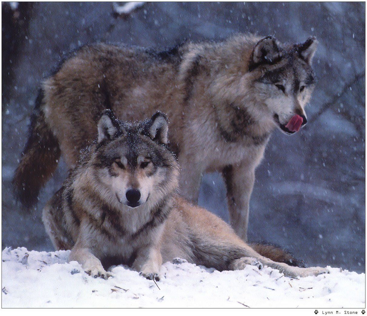 Wallpapers Animals Wolves 