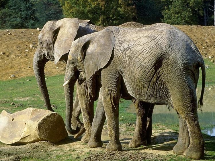 Fonds d'cran Animaux Elphants Wallpaper N38768