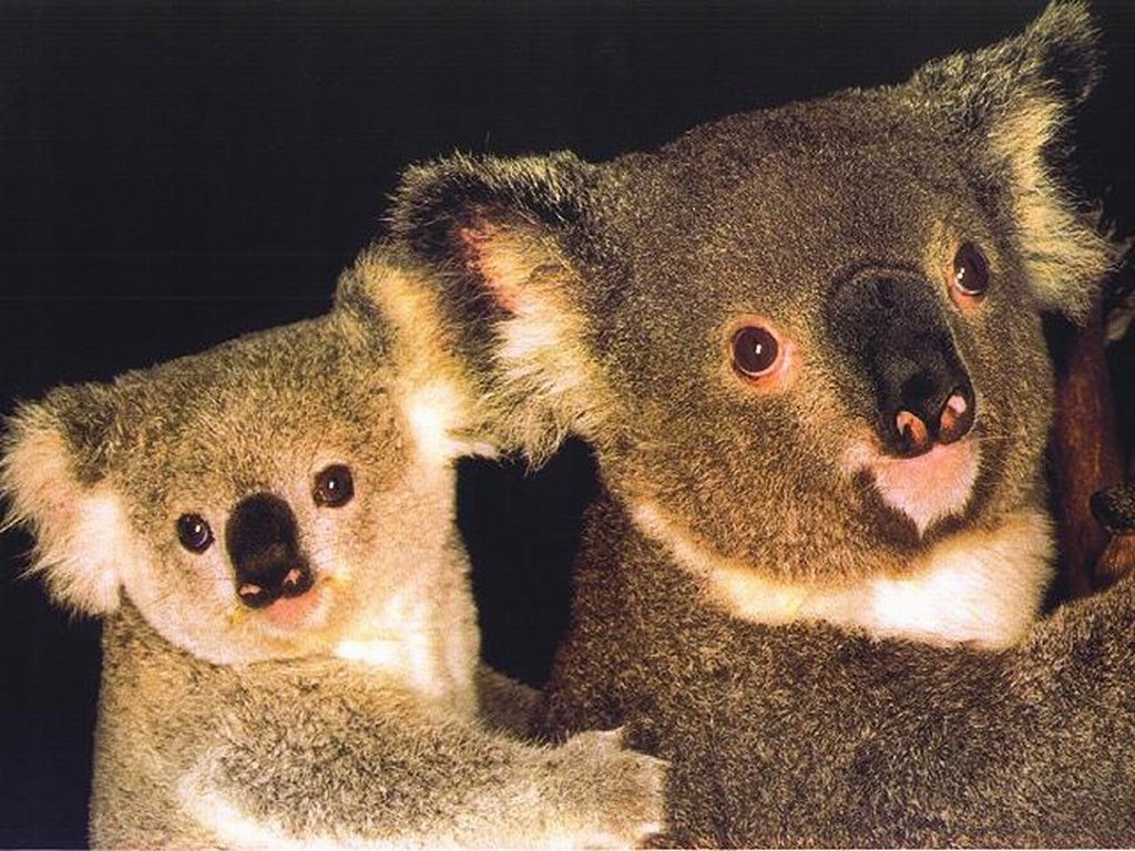 Fonds d'cran Animaux Koalas 