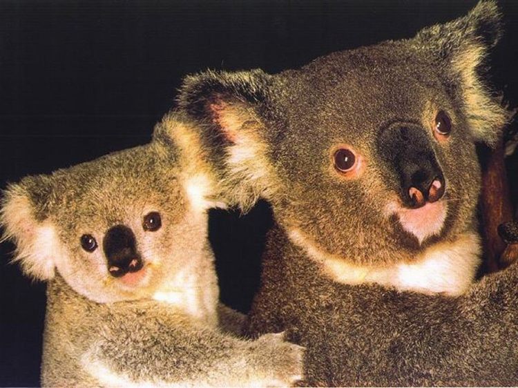 Fonds d'cran Animaux Koalas Wallpaper N38821