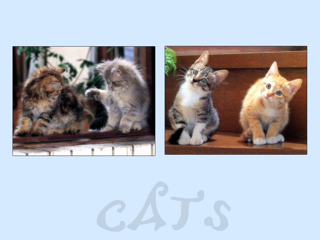 Fonds d'cran Animaux Chats - Chatons 