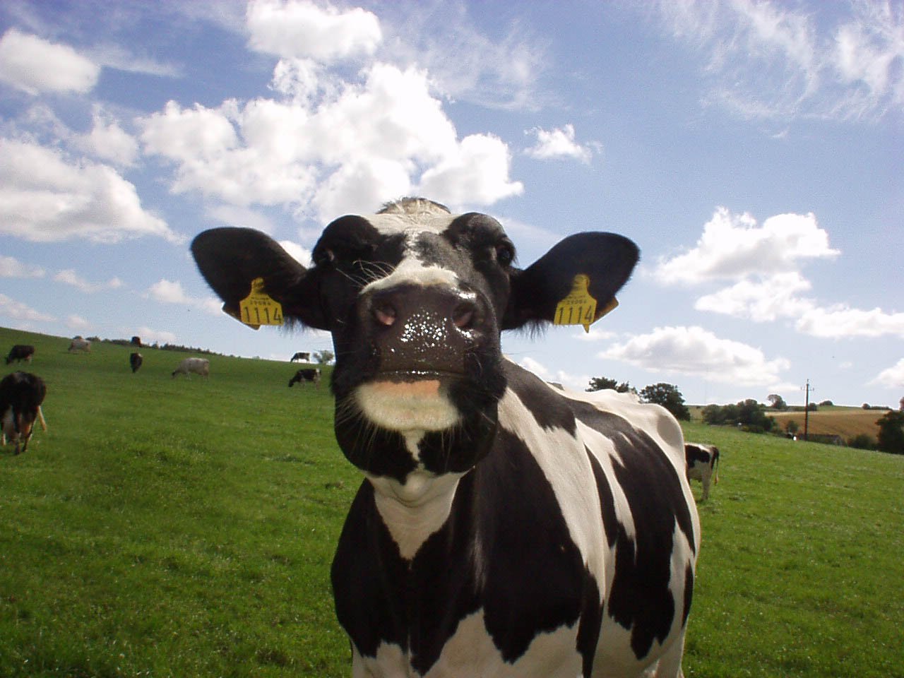 Fonds d'cran Animaux Vaches - Taureaux - Boeufs 