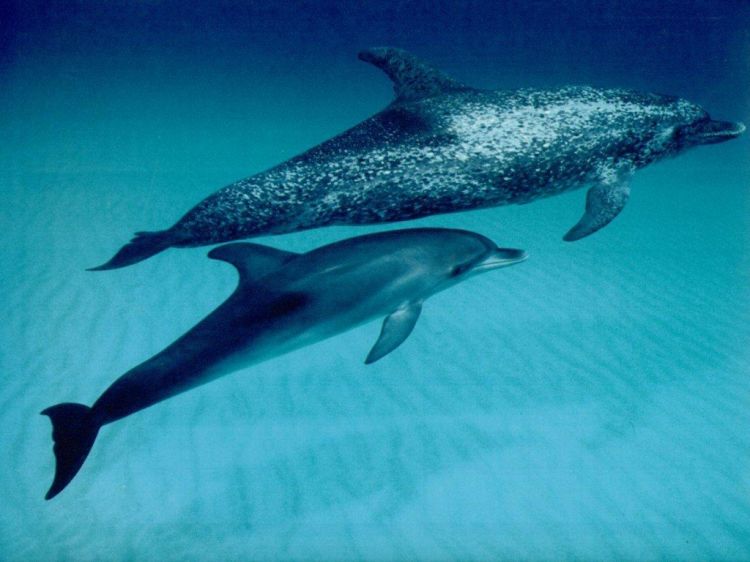 Fonds d'cran Animaux Vie marine - Dauphins Wallpaper N38741