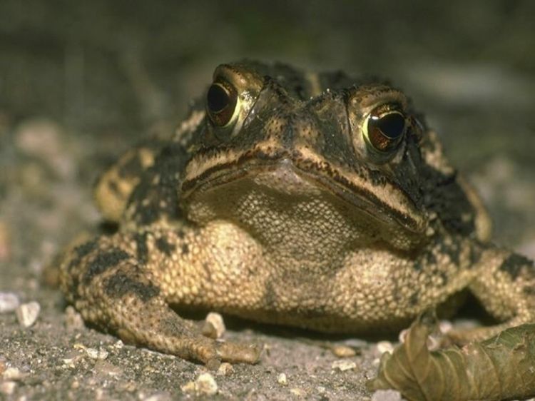 Wallpapers Animals Frogs - Toads Wallpaper N38795