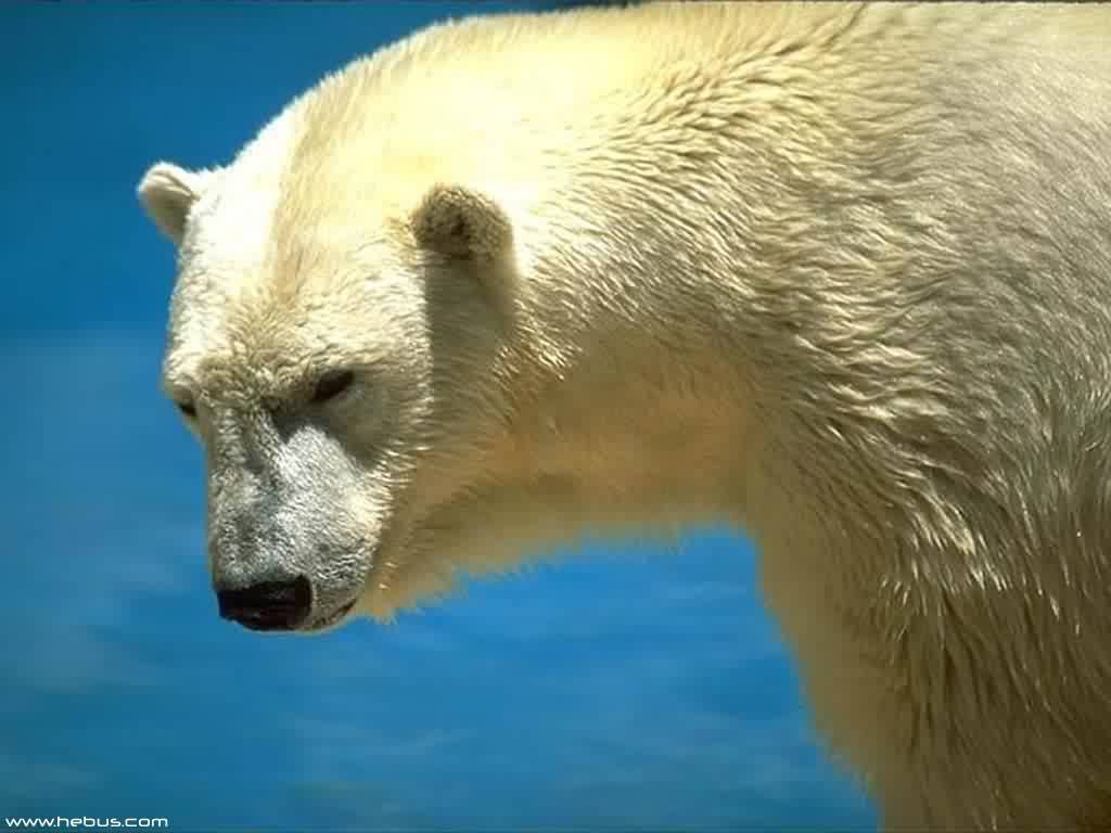 Wallpapers Animals Bears 