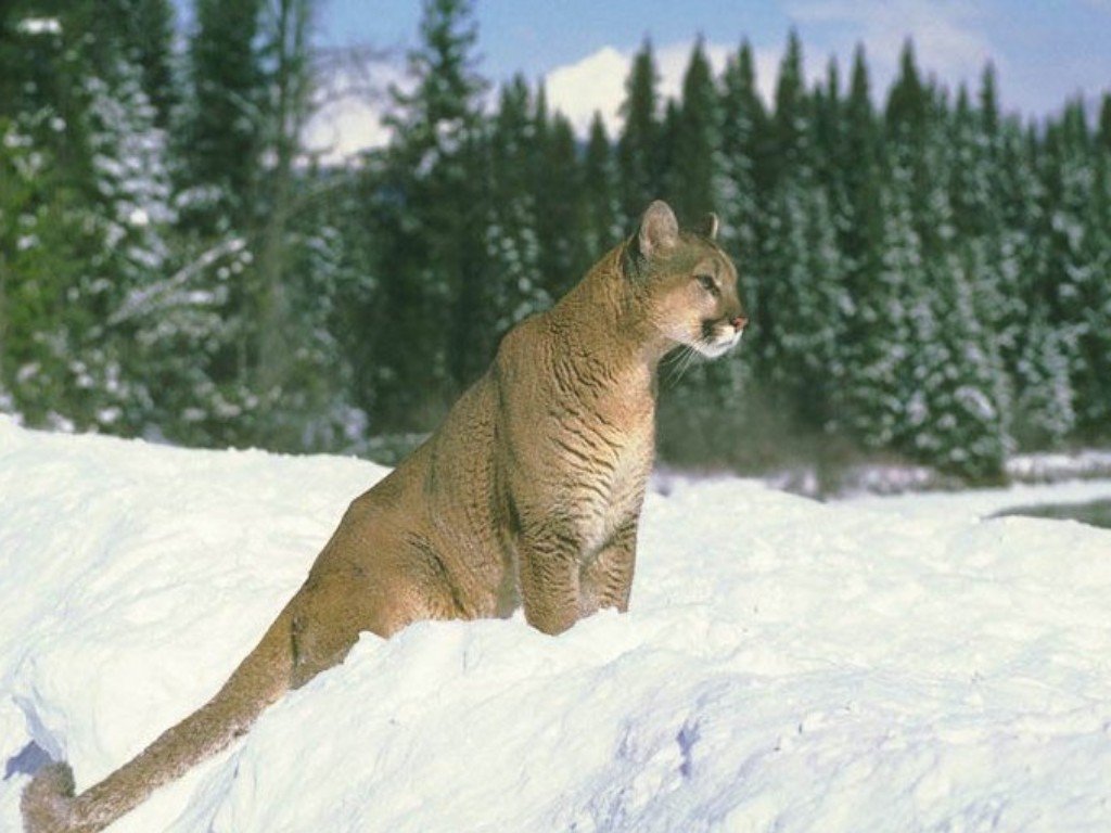 Wallpapers Animals Felines - Pumas 