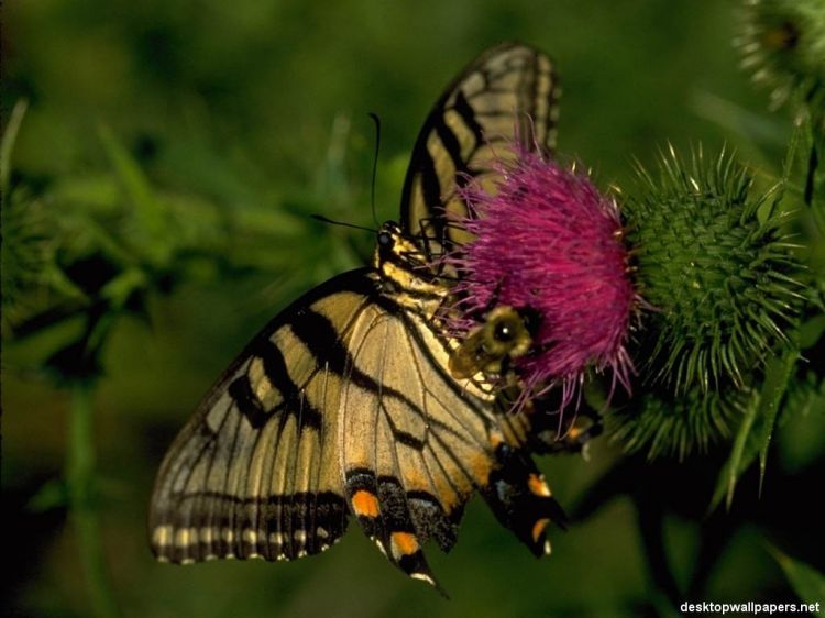 Fonds d'cran Animaux Insectes - Papillons Wallpaper N39110