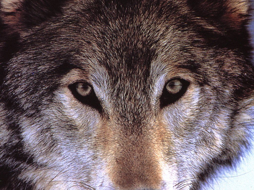 Wallpapers Animals Wolves 