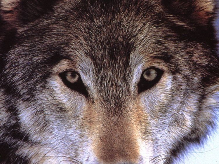 Fonds d'cran Animaux Loups Wallpaper N38912