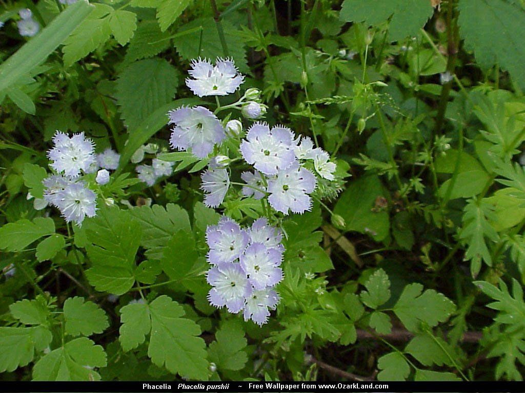 Fonds d'cran Nature Fleurs 