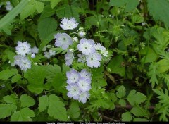 Fonds d'cran Nature Image sans titre N39523