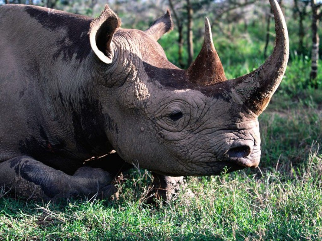 Wallpapers Animals Rhinoceros 