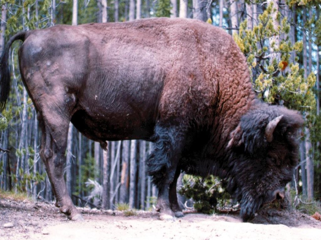 Wallpapers Animals Buffalo 