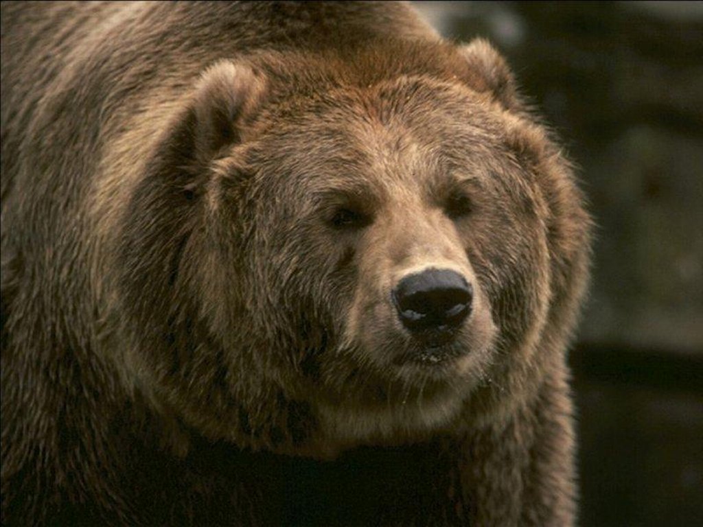 Wallpapers Animals Bears 