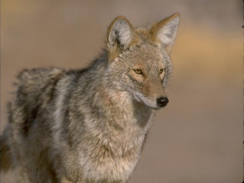 Fonds d'cran Animaux Loups 