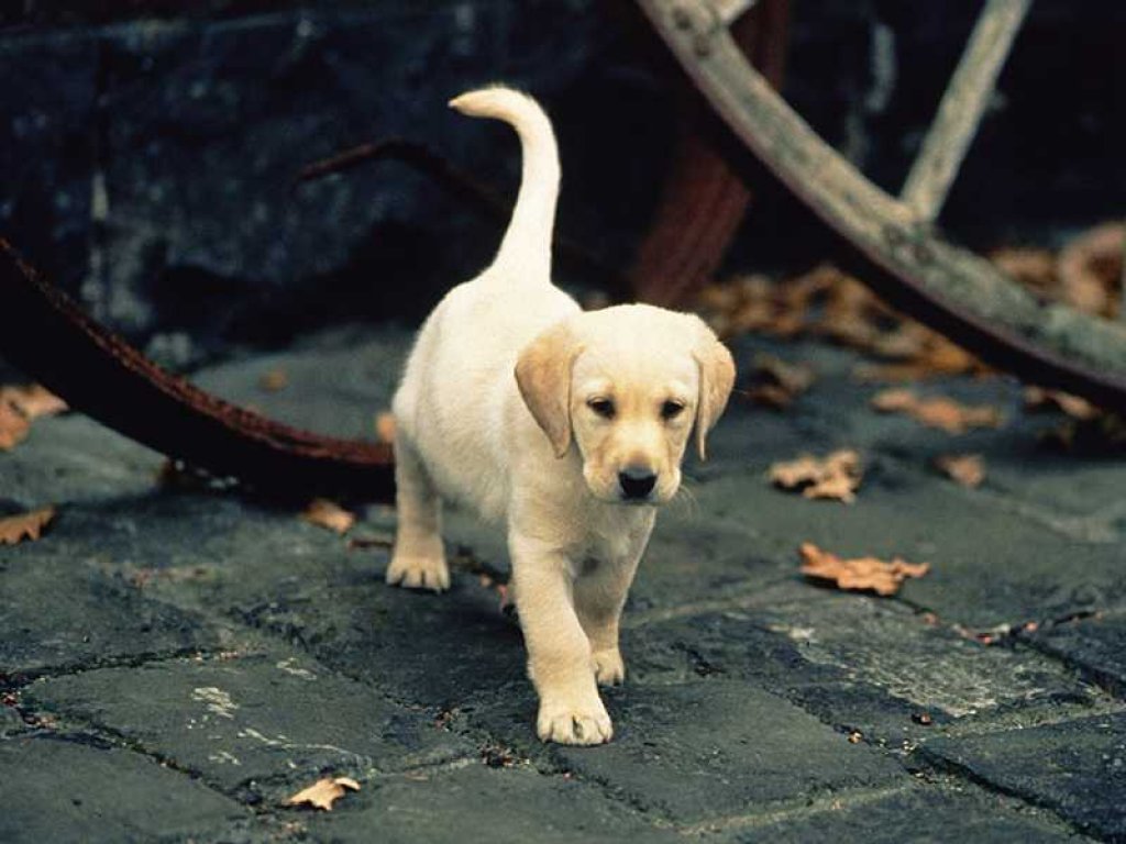 Fonds d'cran Animaux Chiens 