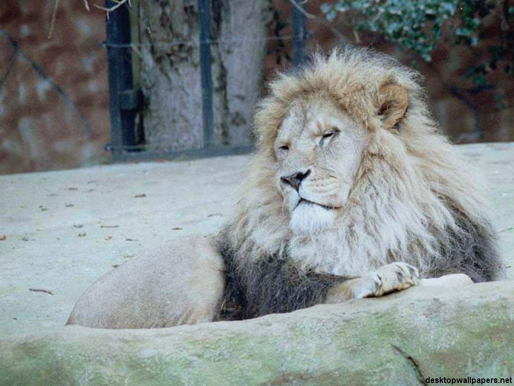 Wallpapers Animals Felines - Lions 