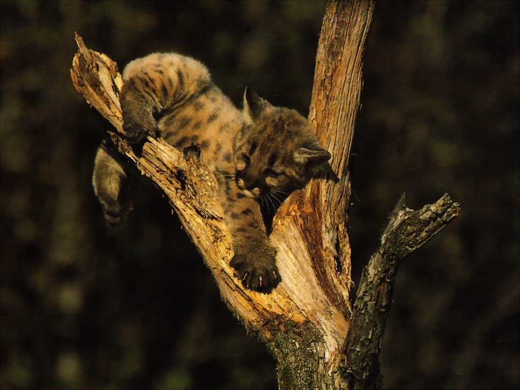 Fonds d'cran Animaux Flins - Pumas 