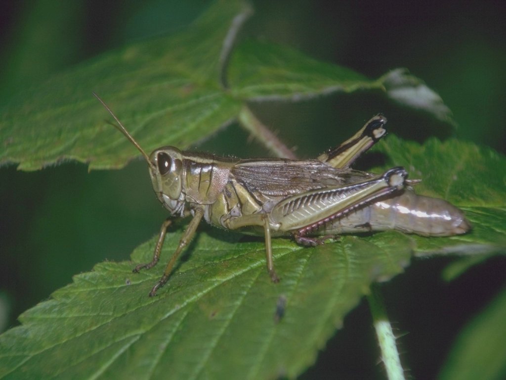 Fonds d'cran Animaux Insectes - Sauterelles et Criquets 