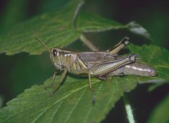 Fonds d'cran Animaux Image sans titre N38815