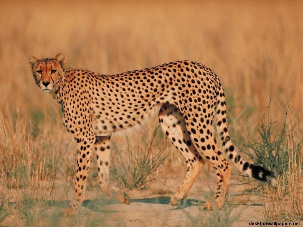 Wallpapers Animals Felines - Cheetahs 