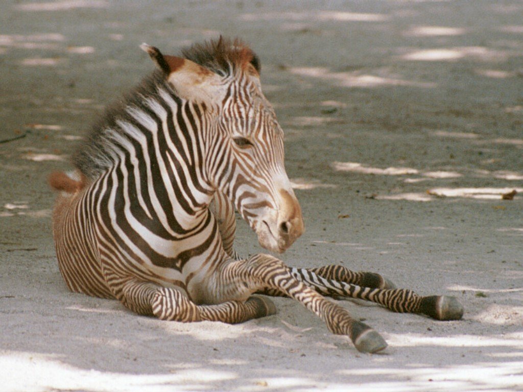 Wallpapers Animals Zebras 