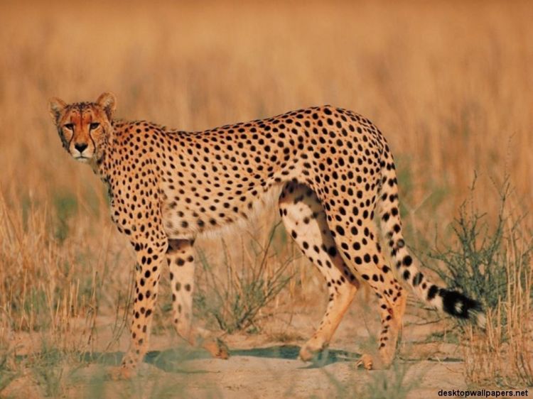 Wallpapers Animals Felines - Cheetahs Wallpaper N38798