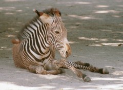 Fonds d'cran Animaux Image sans titre N39267