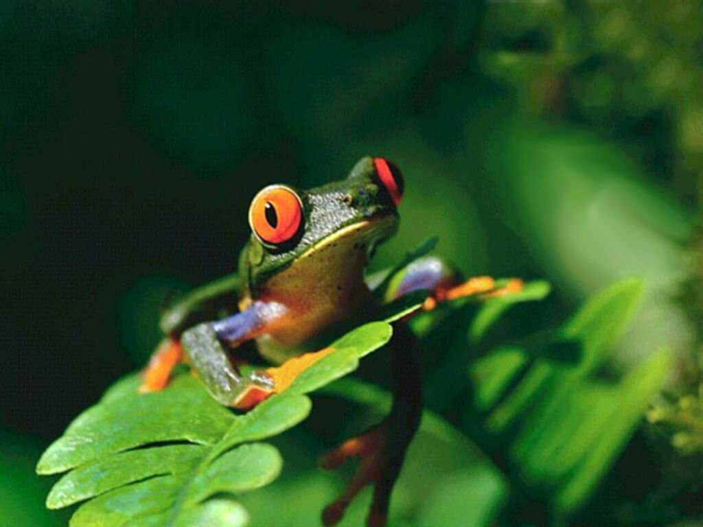 Wallpapers Animals Frogs - Toads 