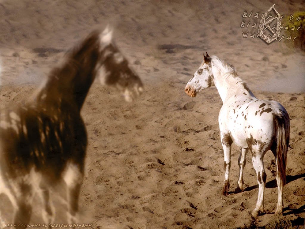 Fonds d'cran Animaux Chevaux 