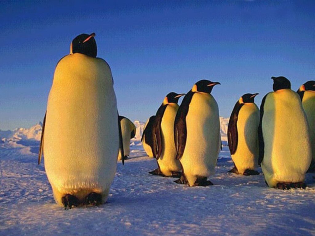 Fonds d'cran Animaux Oiseaux - Pingouins 