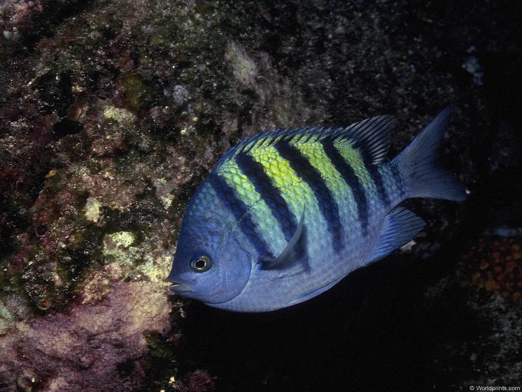 Fonds d'cran Animaux Vie marine - Poissons 