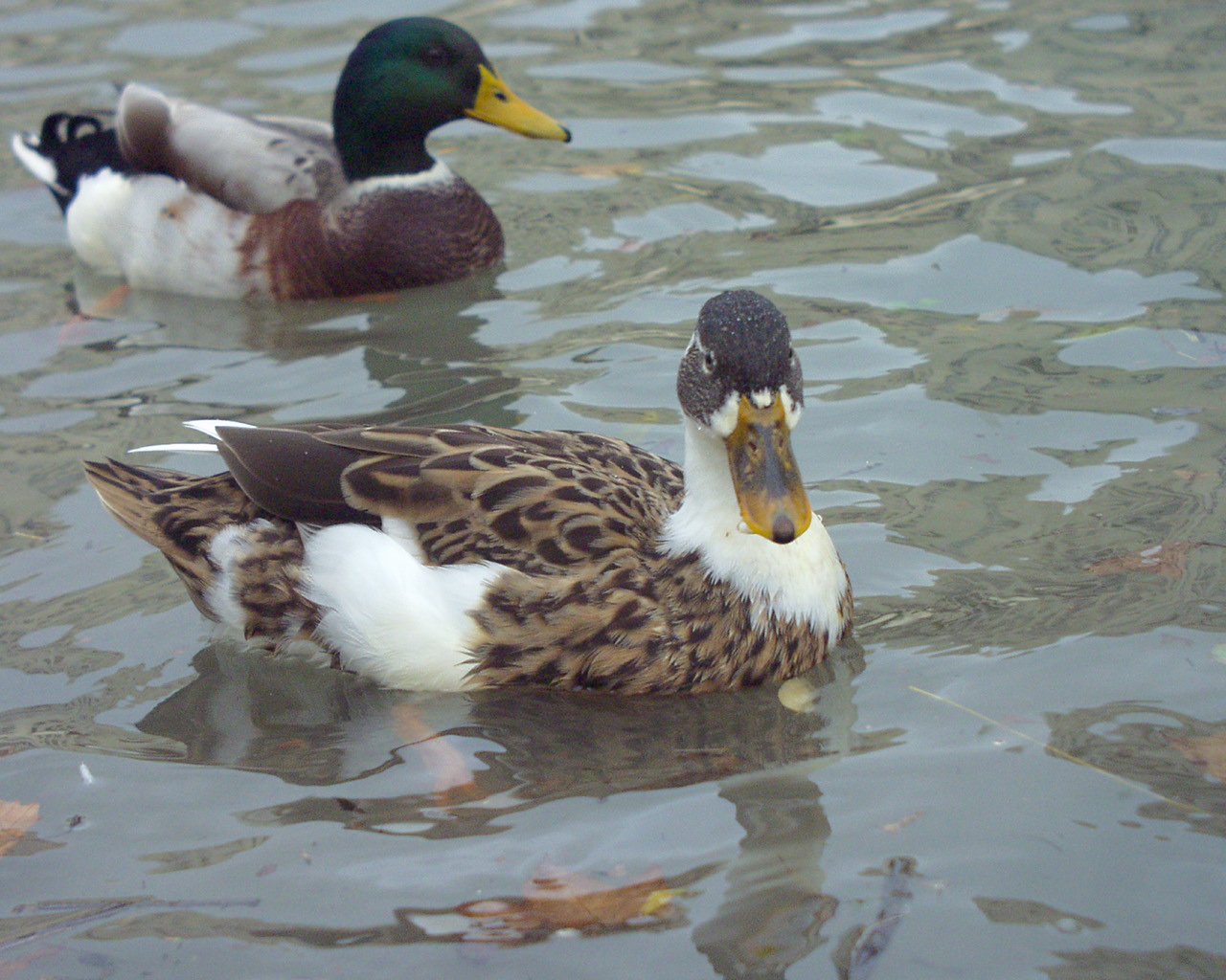 Wallpapers Animals Birds - Ducks 