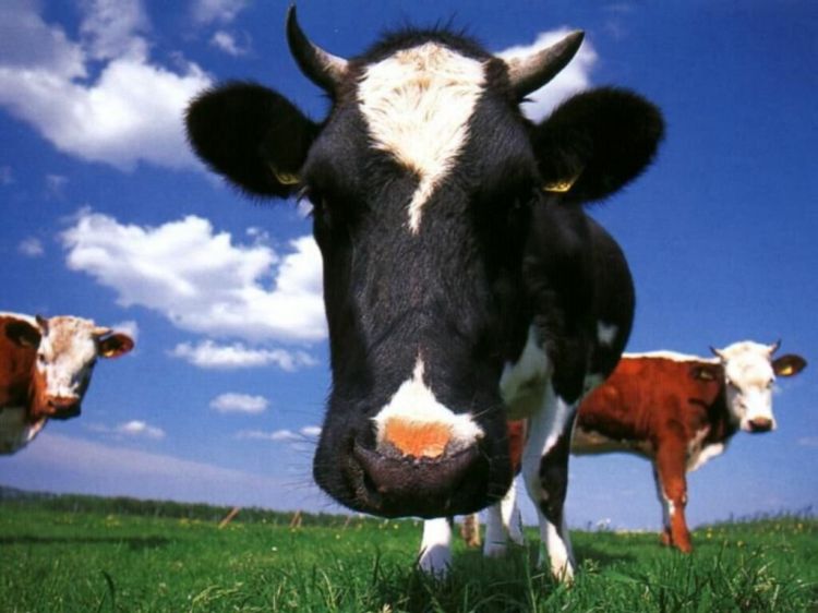 Fonds d'cran Animaux Vaches - Taureaux - Boeufs Wallpaper N39261