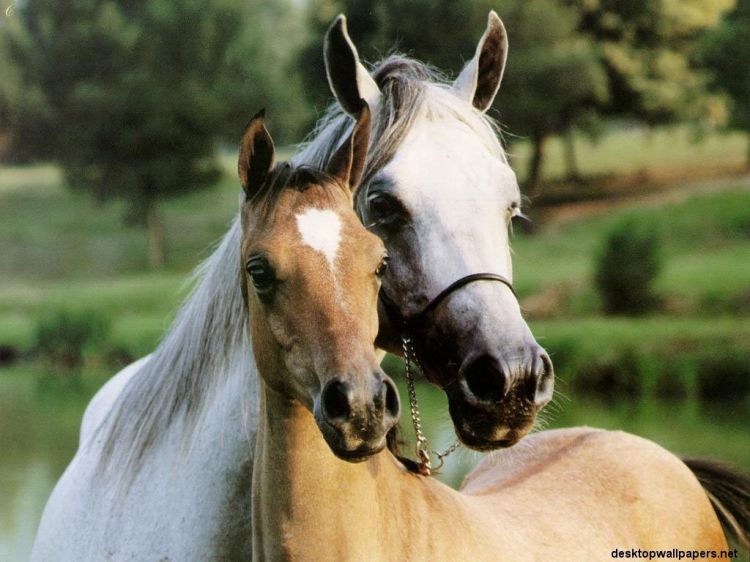 Fonds d'cran Animaux Chevaux Wallpaper N38688