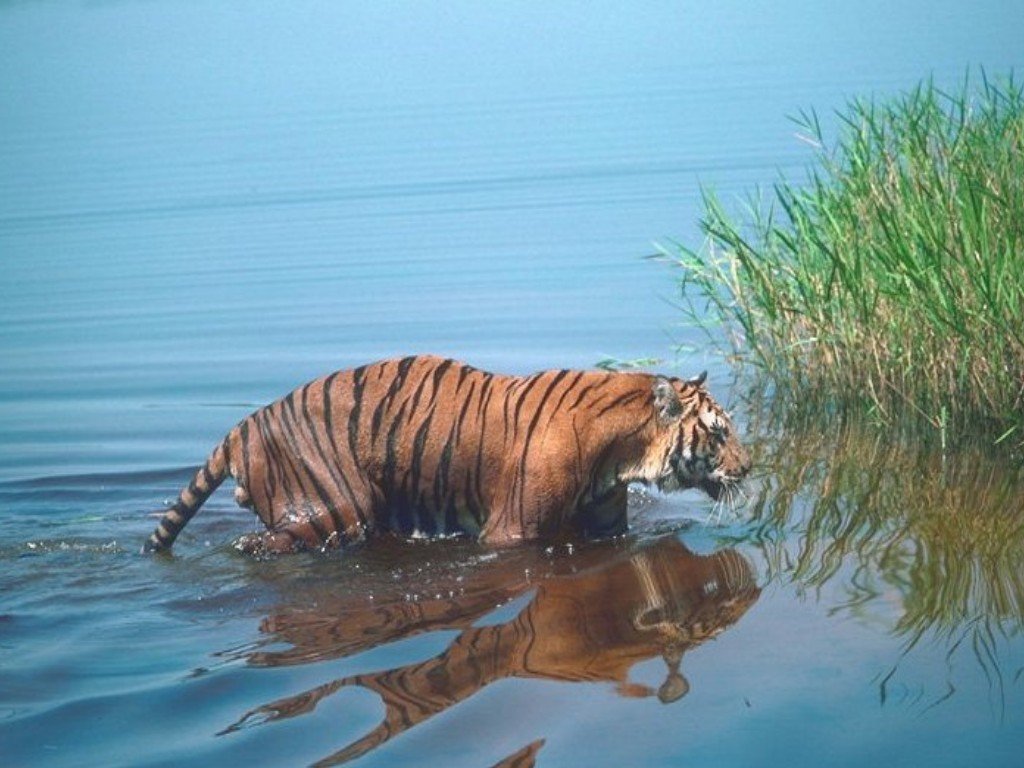 Fonds d'cran Animaux Flins - Tigres 