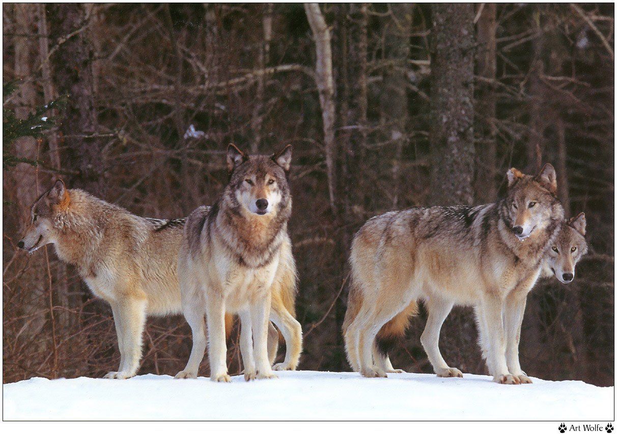 Fonds d'cran Animaux Loups 