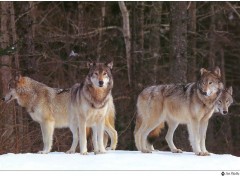 Fonds d'cran Animaux Image sans titre N38950