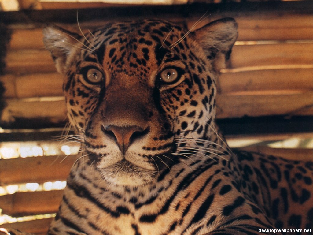 Wallpapers Animals Felines - Jaguars 