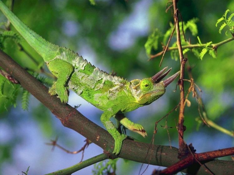 Fonds d'cran Animaux Lzards - Iguanes Wallpaper N38848