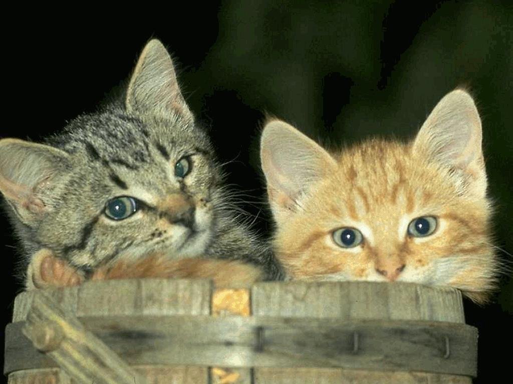 Fonds d'cran Animaux Chats - Chatons 