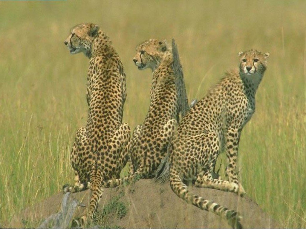 Wallpapers Animals Felines - Cheetahs 