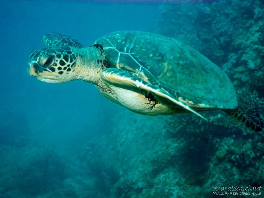 Fonds d'cran Animaux Tortues 