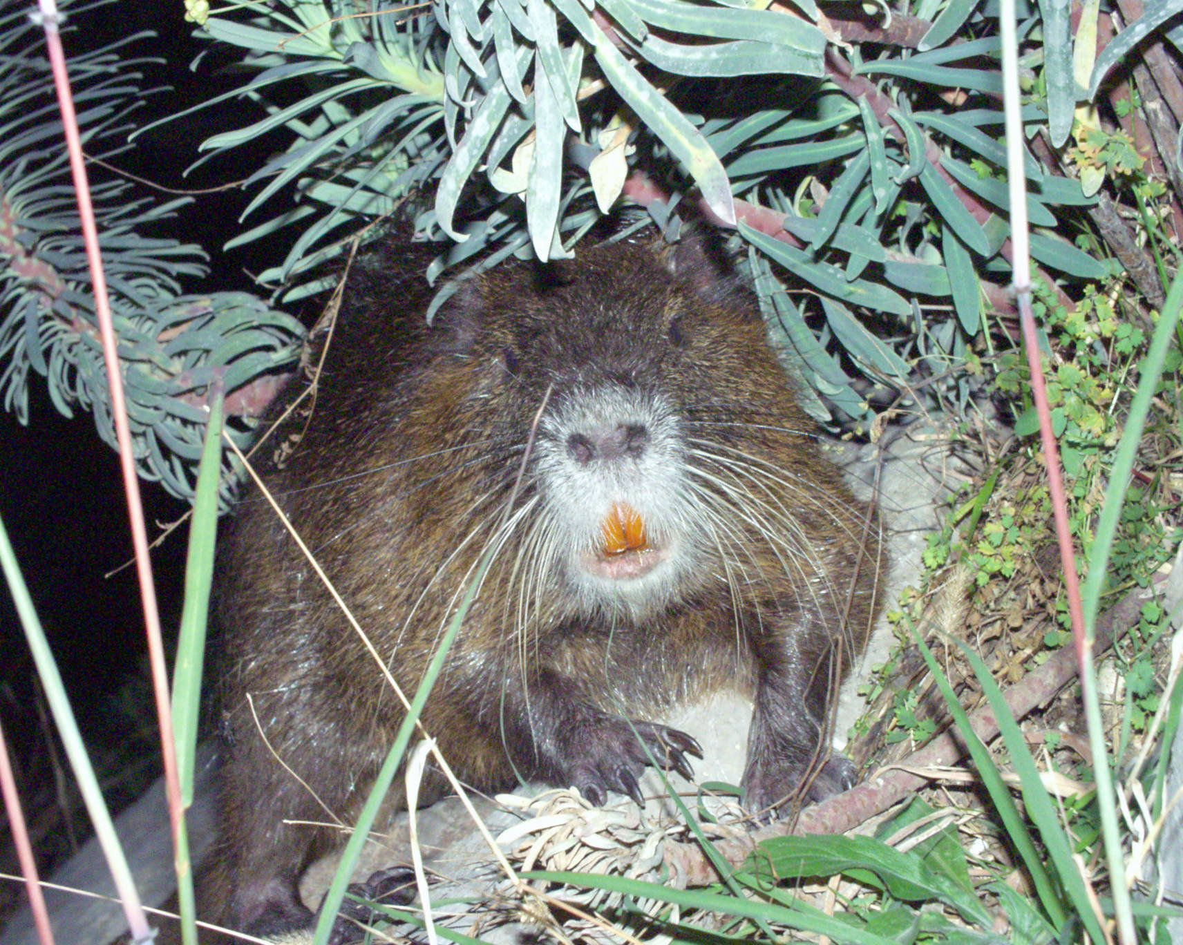 Fonds d'cran Animaux Rongeurs - Divers 