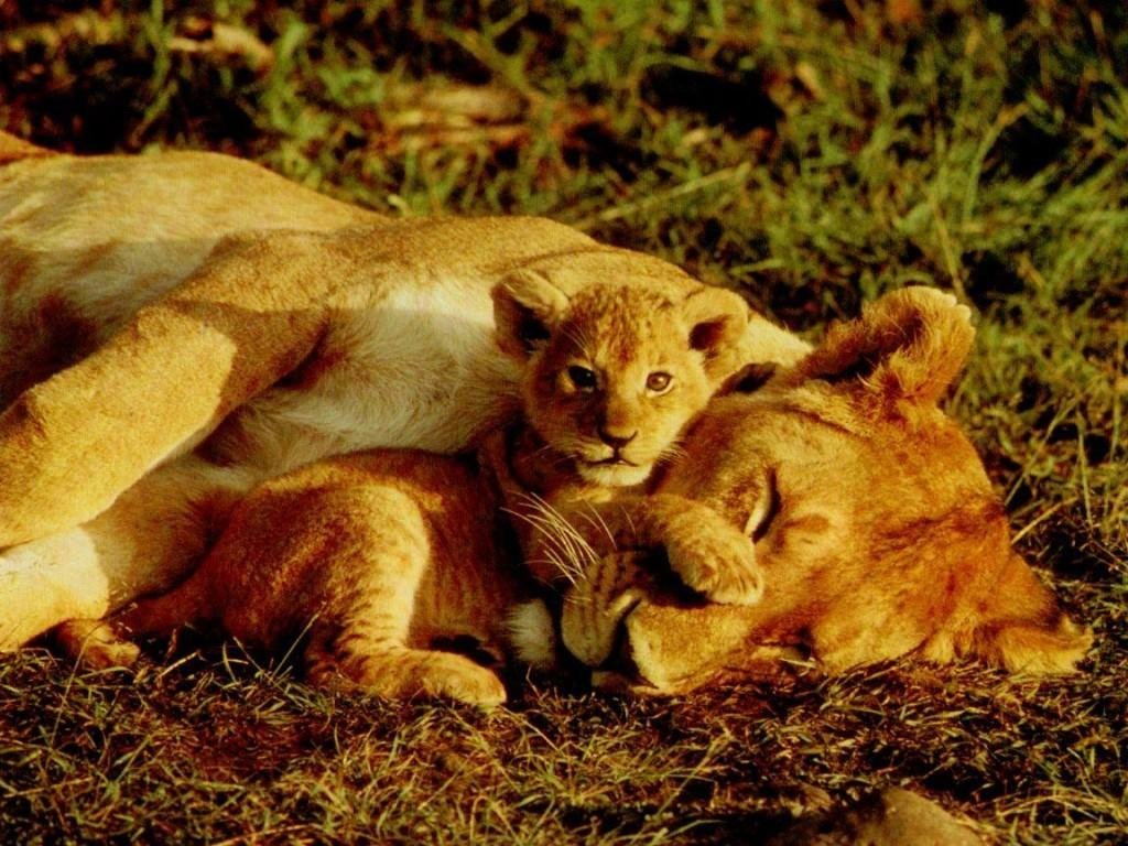 Wallpapers Animals Felines - Lions 