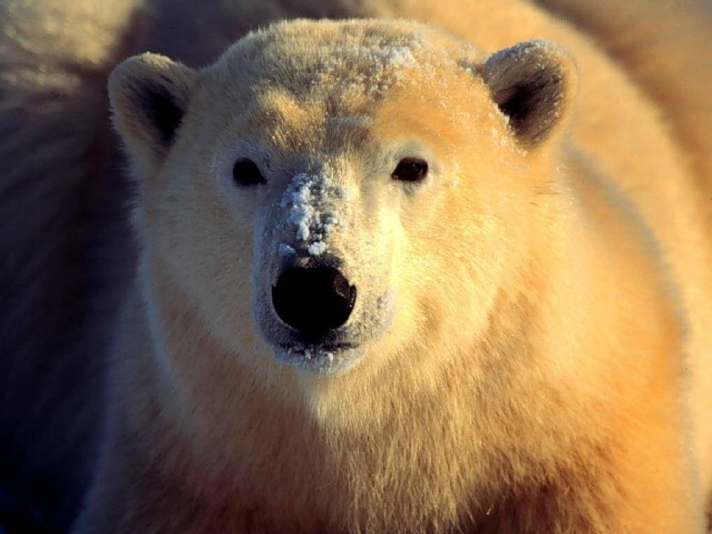 Wallpapers Animals Bears 