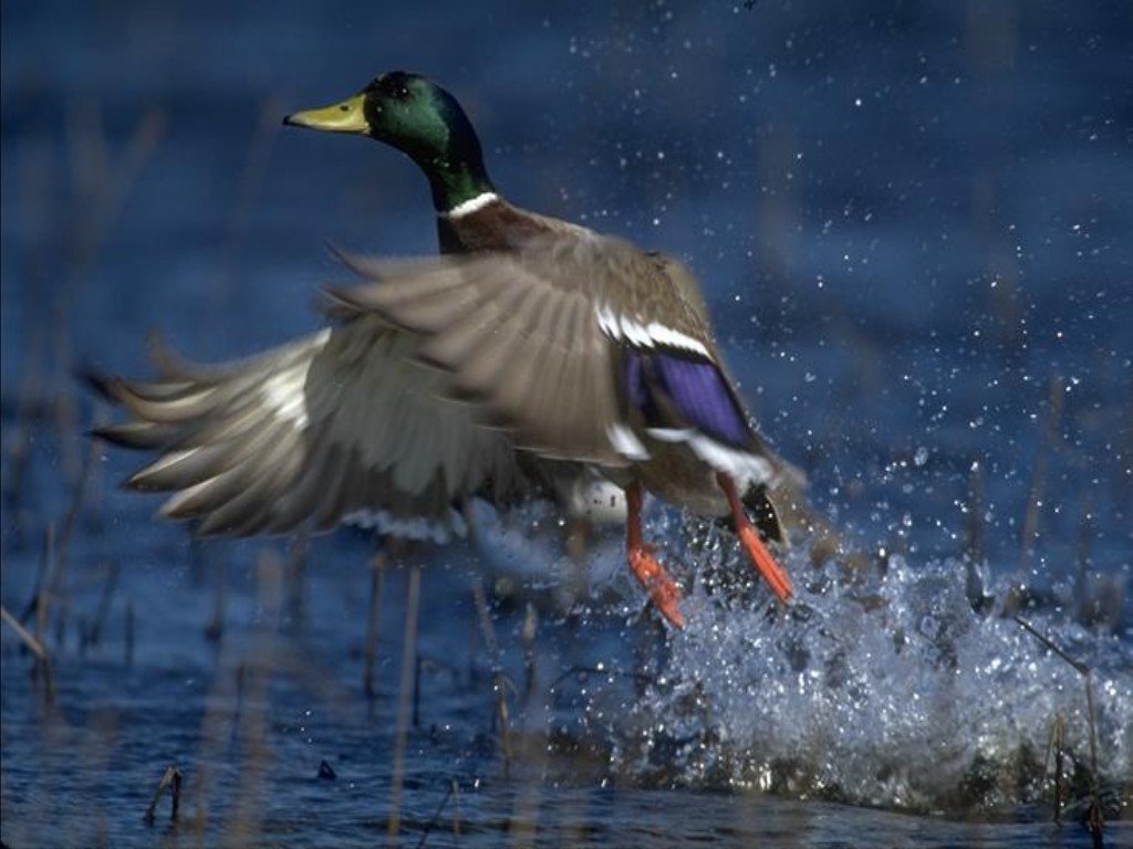 Fonds d'cran Animaux Oiseaux - Canards 